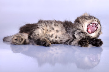 Image showing kitten yawning