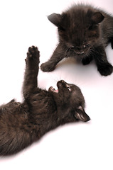 Image showing kittens playing together