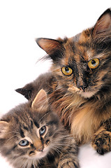 Image showing cats family