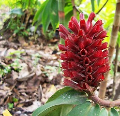 Image showing exotic beautiful flower