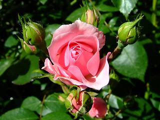 Image showing Rosebud