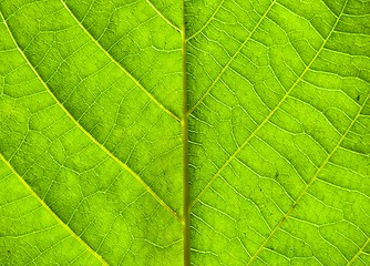 Image showing Green leaf texture with veins