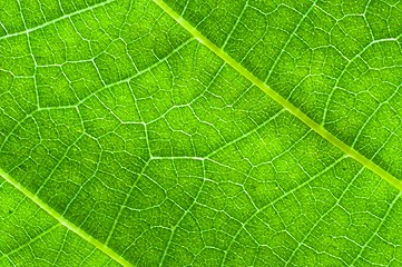 Image showing Green leaf texture with veins