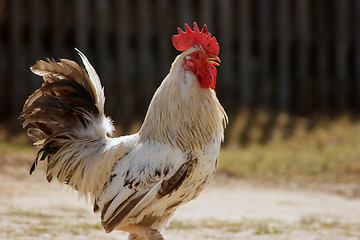 Image showing Game-cock