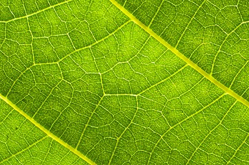 Image showing Green leaf texture with veins