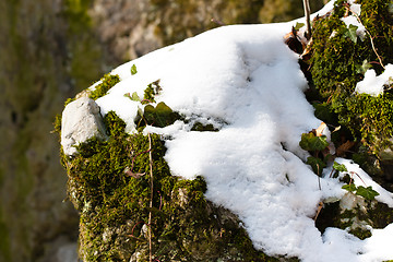 Image showing Moss covered by snow on rocks