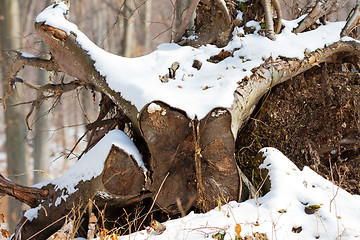 Image showing Closeup of the end of a log in the cold winter weather 