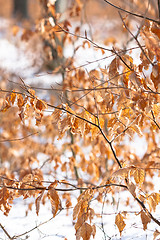 Image showing Yellow autumnal leaves with snow