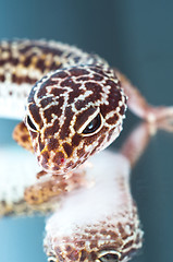 Image showing Leopard gecko on reflecting background 