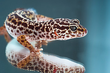 Image showing Leopard gecko on reflecting background 