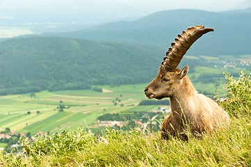 Image showing Alpine goat in warm tones with mountains in the background