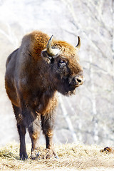 Image showing wild bison