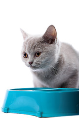 Image showing British kitten