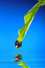 Image showing leaf with drop