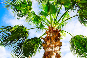 Image showing palm tree