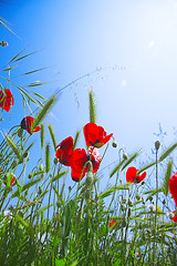 Image showing red poppy flowers