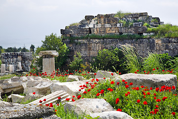 Image showing poppy flowers