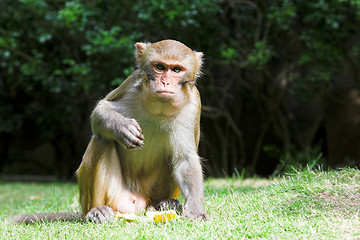 Image showing monkey