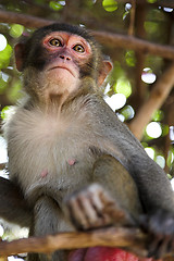 Image showing monkey