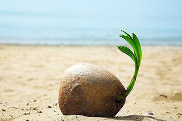 Image showing coconut