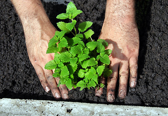 Image showing Lemon balm planting