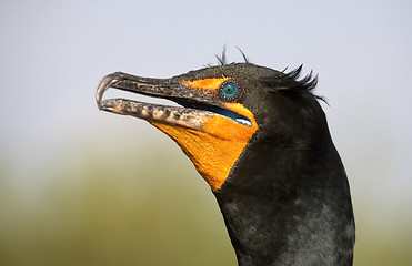 Image showing Double crested cormorant