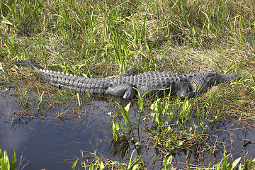 Image showing american alligator