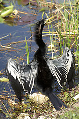 Image showing anhinga male bird