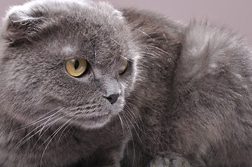 Image showing Scottish fold cat