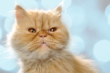 Image showing red Persian cat