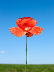 Image showing Red poppy flower over field