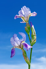 Image showing Iris flowers
