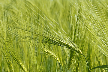 Image showing Flowering of barley