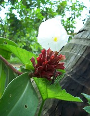 Image showing beautiful flower