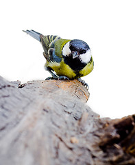 Image showing Titmouse on a snag