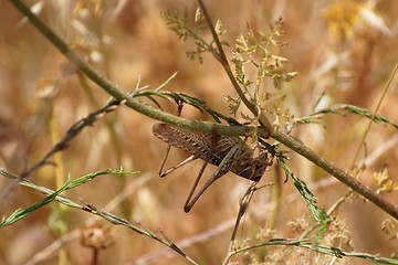 Image showing Locust on the flower stem upside down