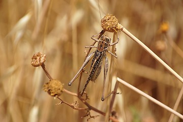 Image showing Locust on autumn meadow close-up