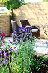 Image showing Lavender in garden