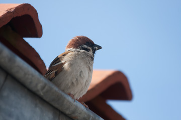 Image showing Tree sparrow