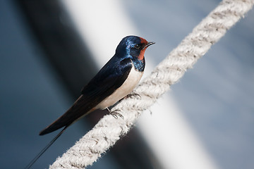 Image showing Barn swallow