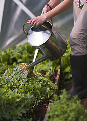 Image showing Gardening