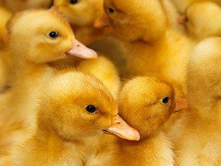 Image showing Group of  small domestic ducklings 