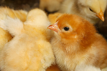 Image showing Portrait of small domestic chicken