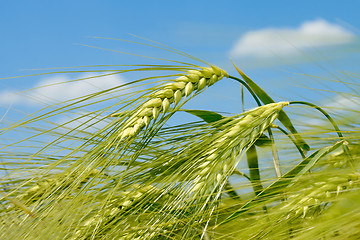 Image showing Barley spikelet on the field