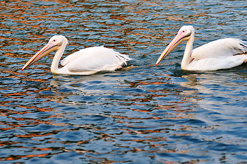 Image showing Two pelican birds swimming