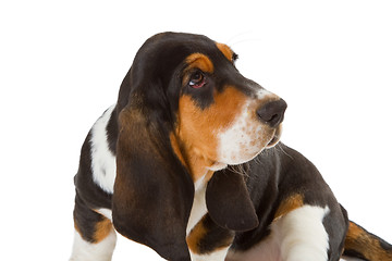 Image showing Cute basset puppy