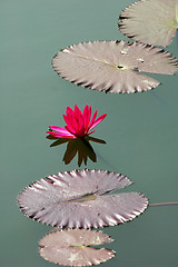 Image showing Lotus flower with leaves