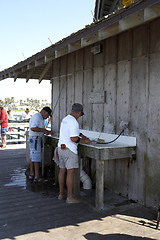 Image showing cleaning and gutting freshly caught fish