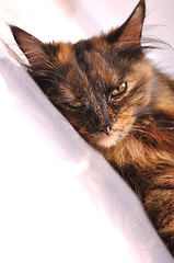 Image showing cat lying