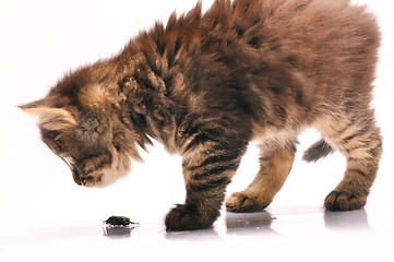 Image showing kitten exploring a bug